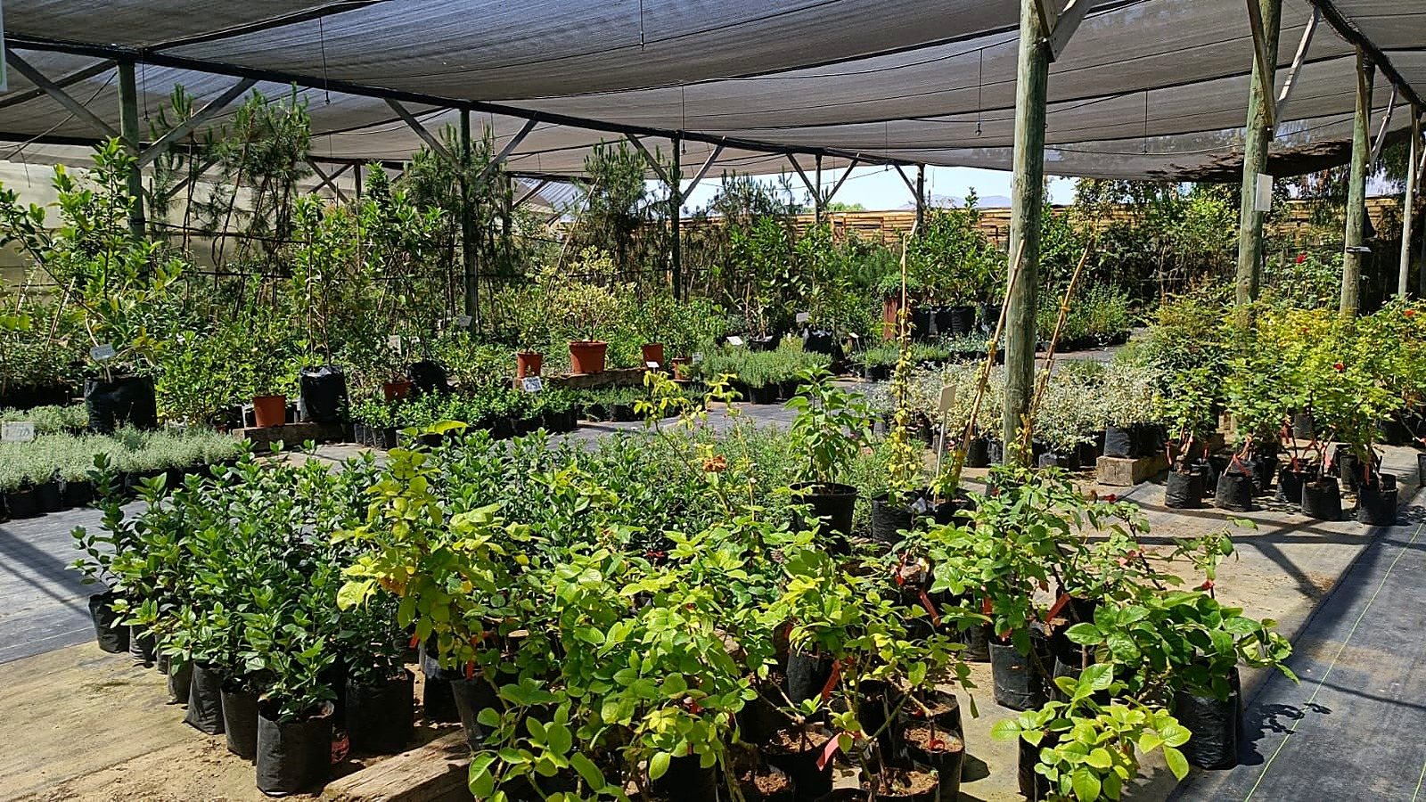 Amplia variedad de plantas del vivero Humus Real SAC